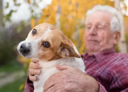 Elderly couple joyfully walking dogs on a cobblestone path with colorful houses and gardens.